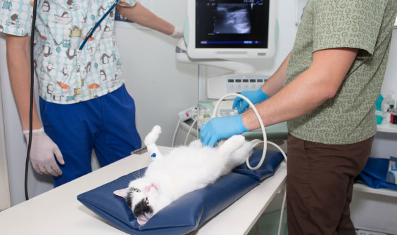 Ultrasound cat