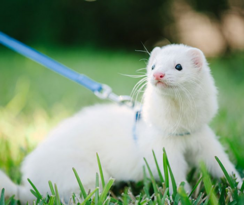 Ferret