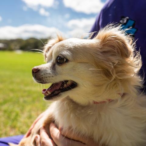 Happy dog